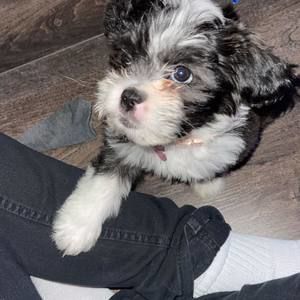 Meet your Posher, Joel